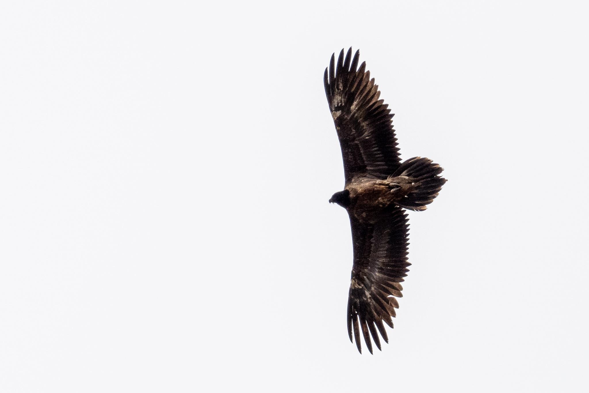 A Bearded vulture flying in the sky. Photographer looking up at the bird. The sky is a light grey colour. The birds is mostly brown with a wedge tail.