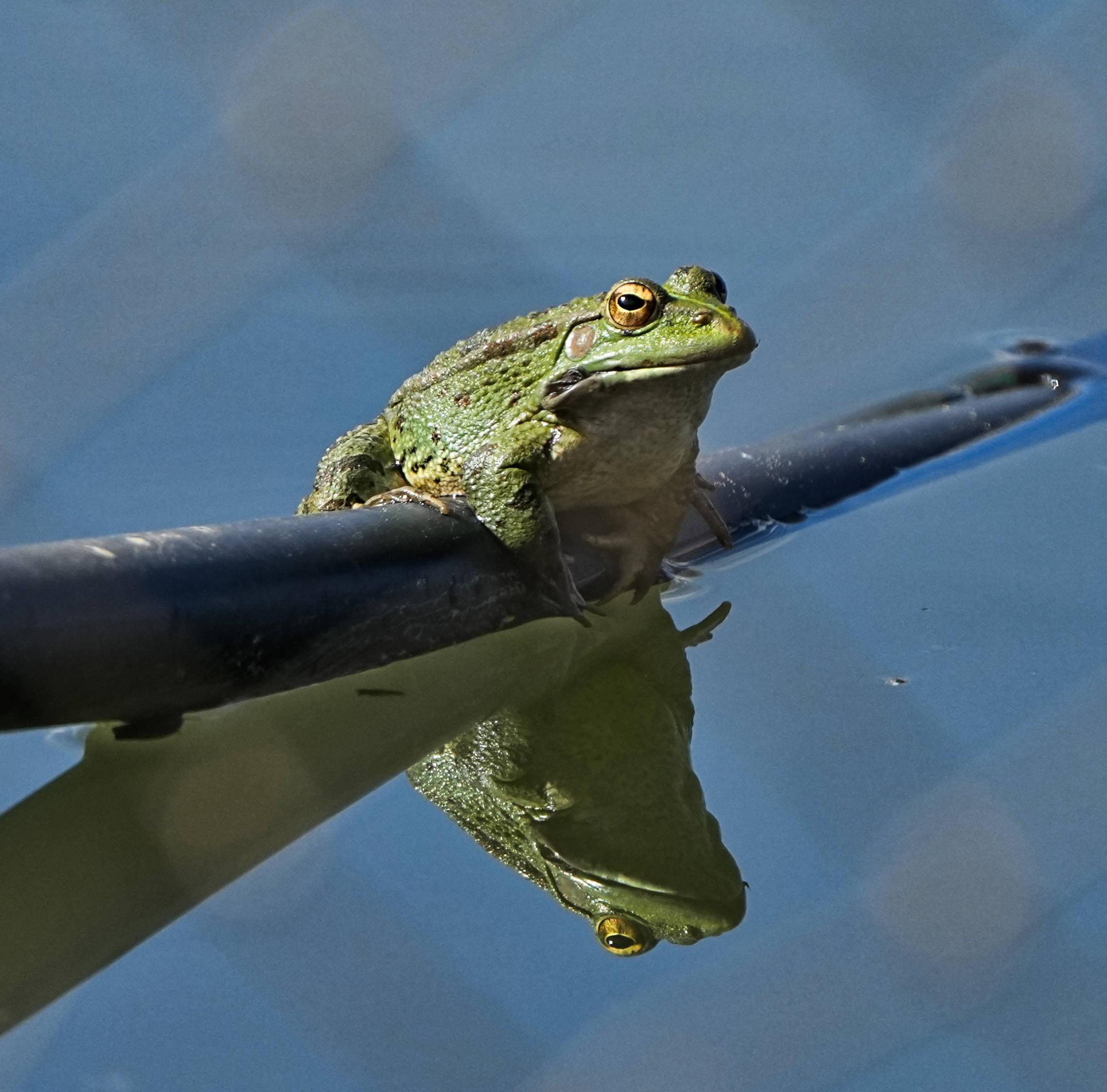 A large green frog (Perez's Frog) sat on a black plastic tube above a pond. The frog has golden eyes with a black pupil. The whole shot is reflected in the water.