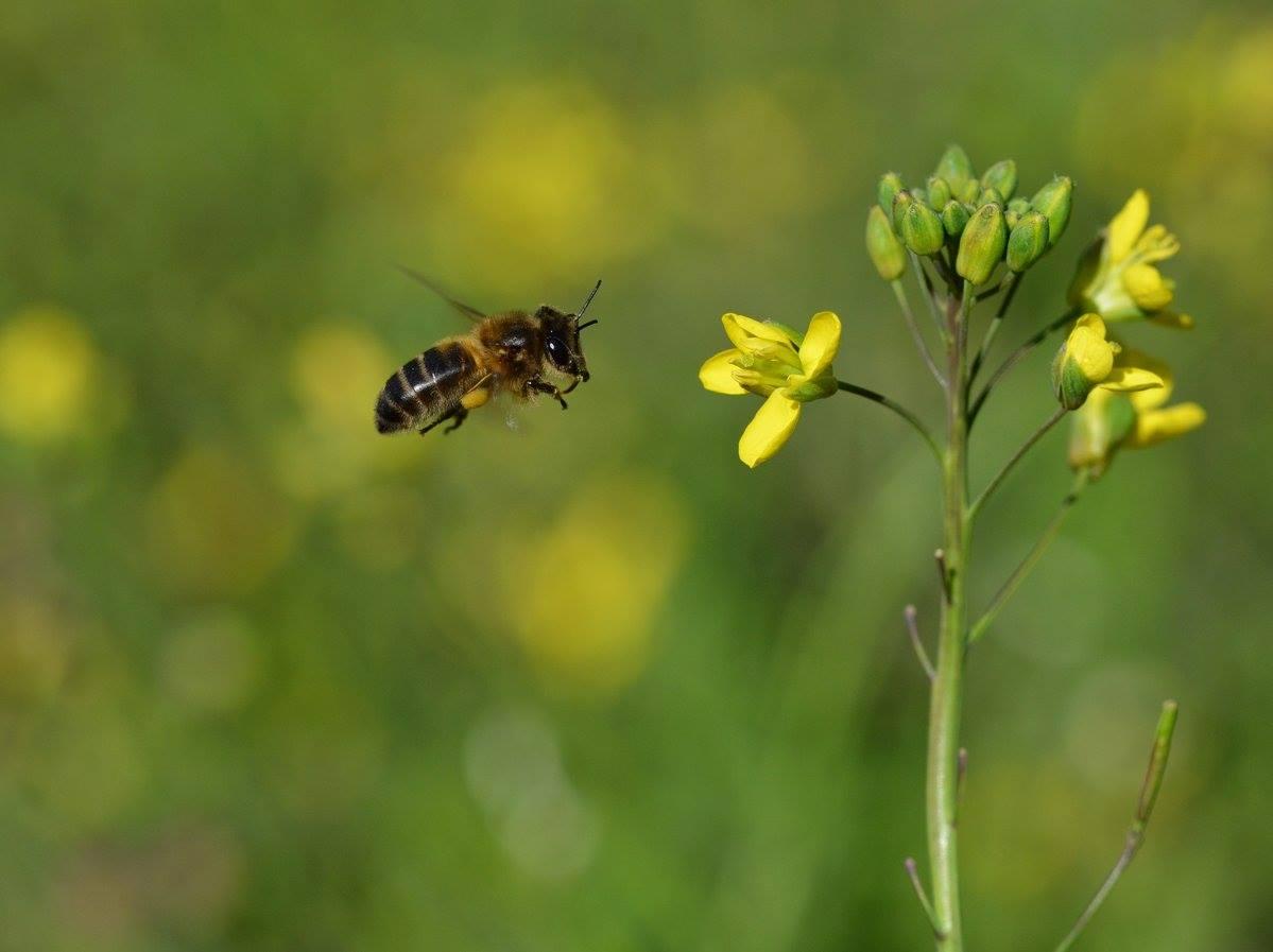 A bee flying towards a yellow flower from a mustard plant. The background is blurred with yellow and green from the same plants.