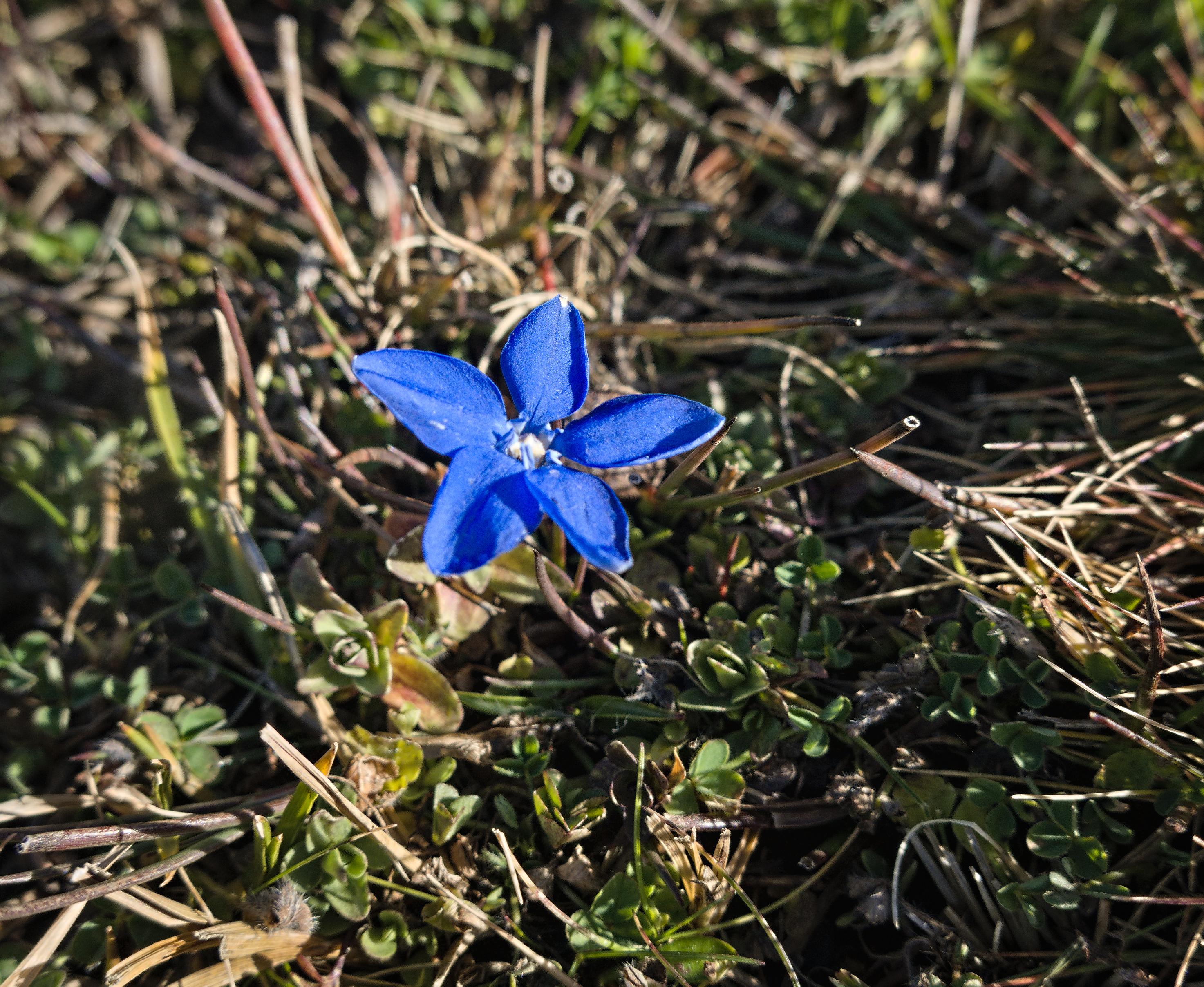 A blue flower very low to the ground. Five blue petals and white centre. The flower is surrounded by green alpine vegetation.