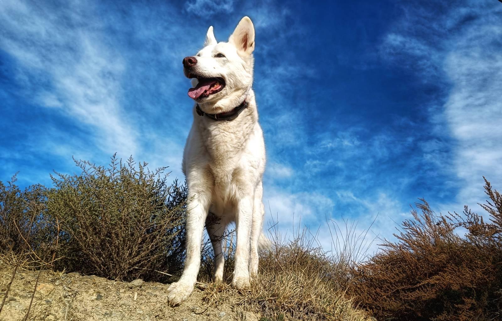 A white dog standing front on but head turned to the side. Mouth open from panting, showing her pink tongue. A very blue sky with white high wispy clouds. Either side of the dog are small bushes.