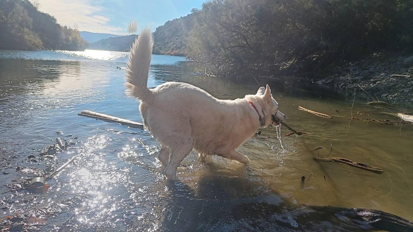 A white dog playing in the water on the edge of a lake with a stick in her mouth. The sun is making the water glisten. Vegetation surrounds the lake. I don't know what happened to the top of her tail in the photo haha