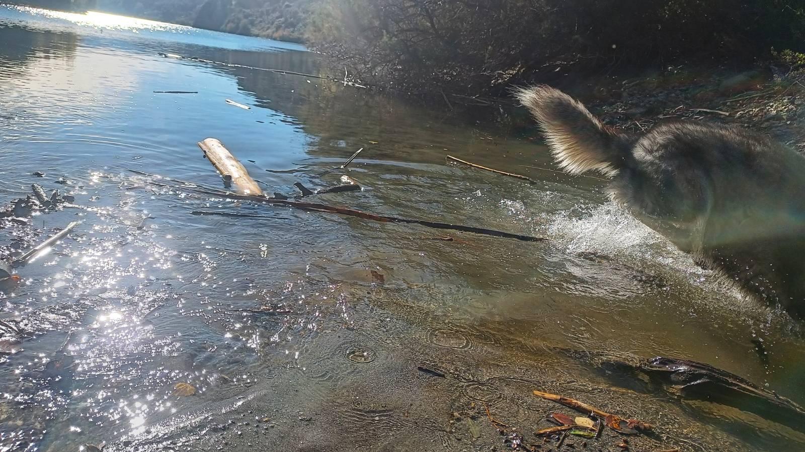 A rubbish shot of one of the dogs, the husky, bouncing through the lake water. It's just his body and tail on the right of the picture haha