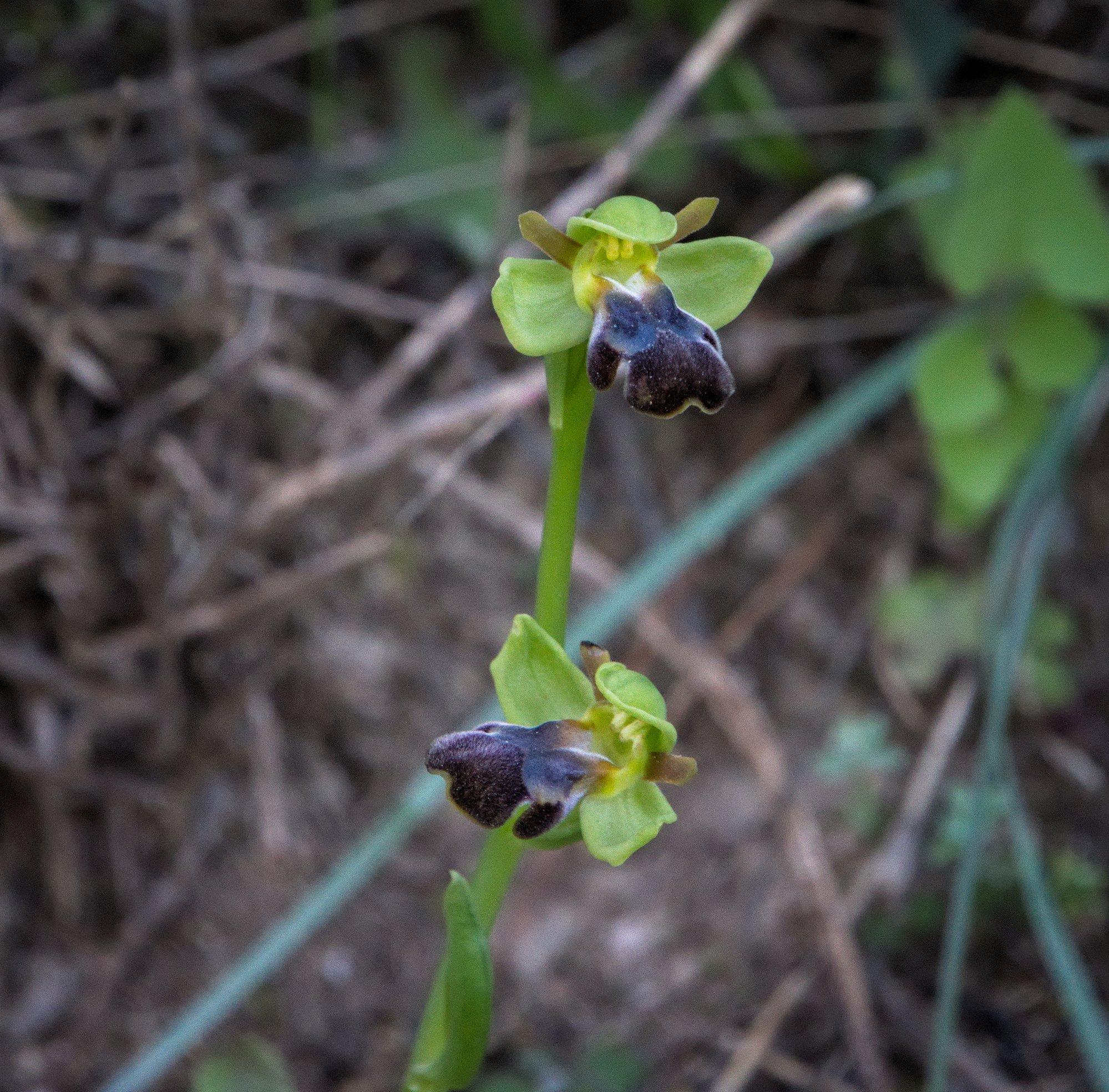 A small thin green stem holding two Sombre Bee orchids. The background is blurred vegetation. 