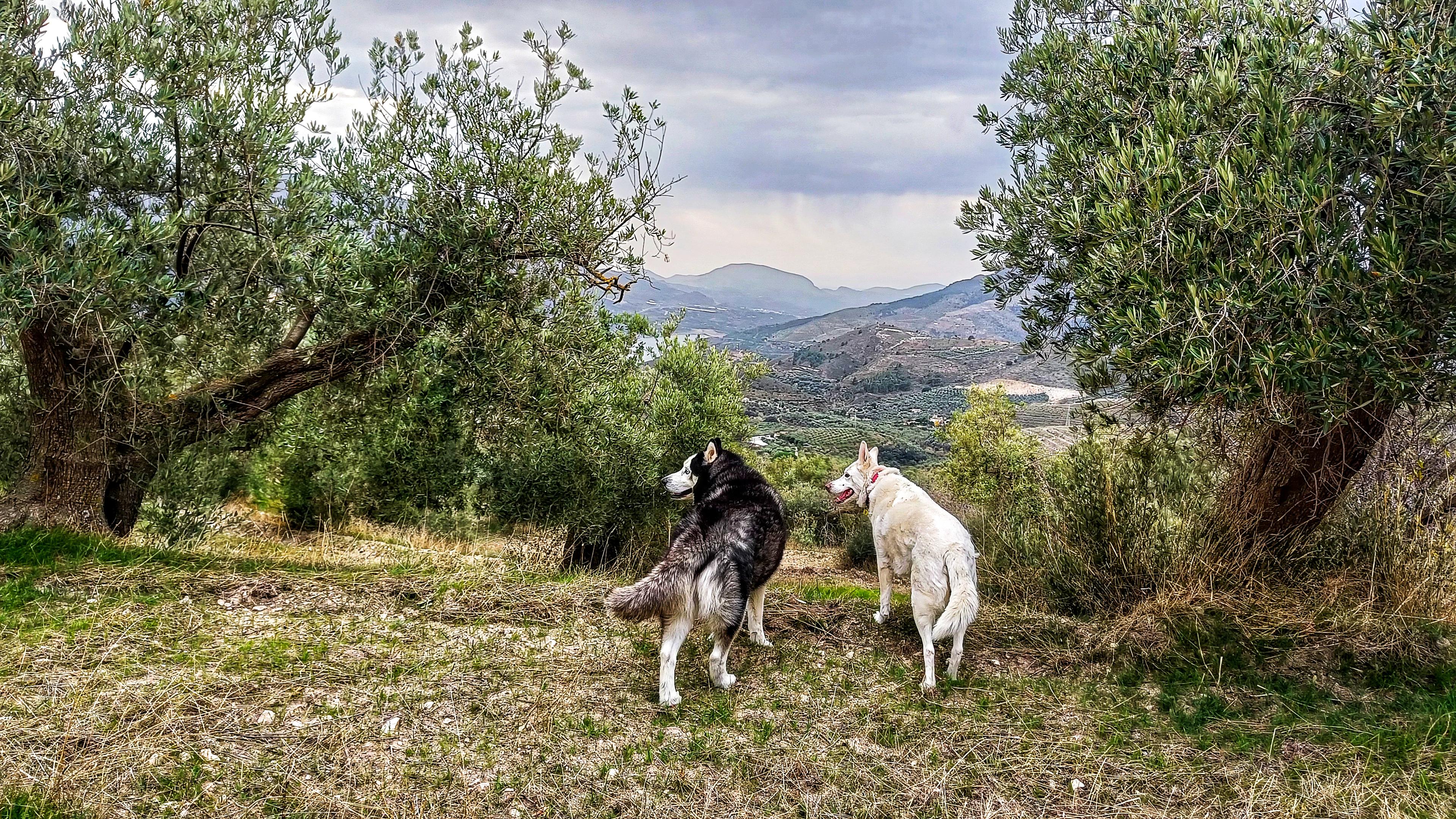 A picture of two dogs, one white and one black and white, stood between two Olive trees. Through the gap in the trees you can see olive groves and a mountain in the far distance. Grey clouds are releasing rain in the distance.