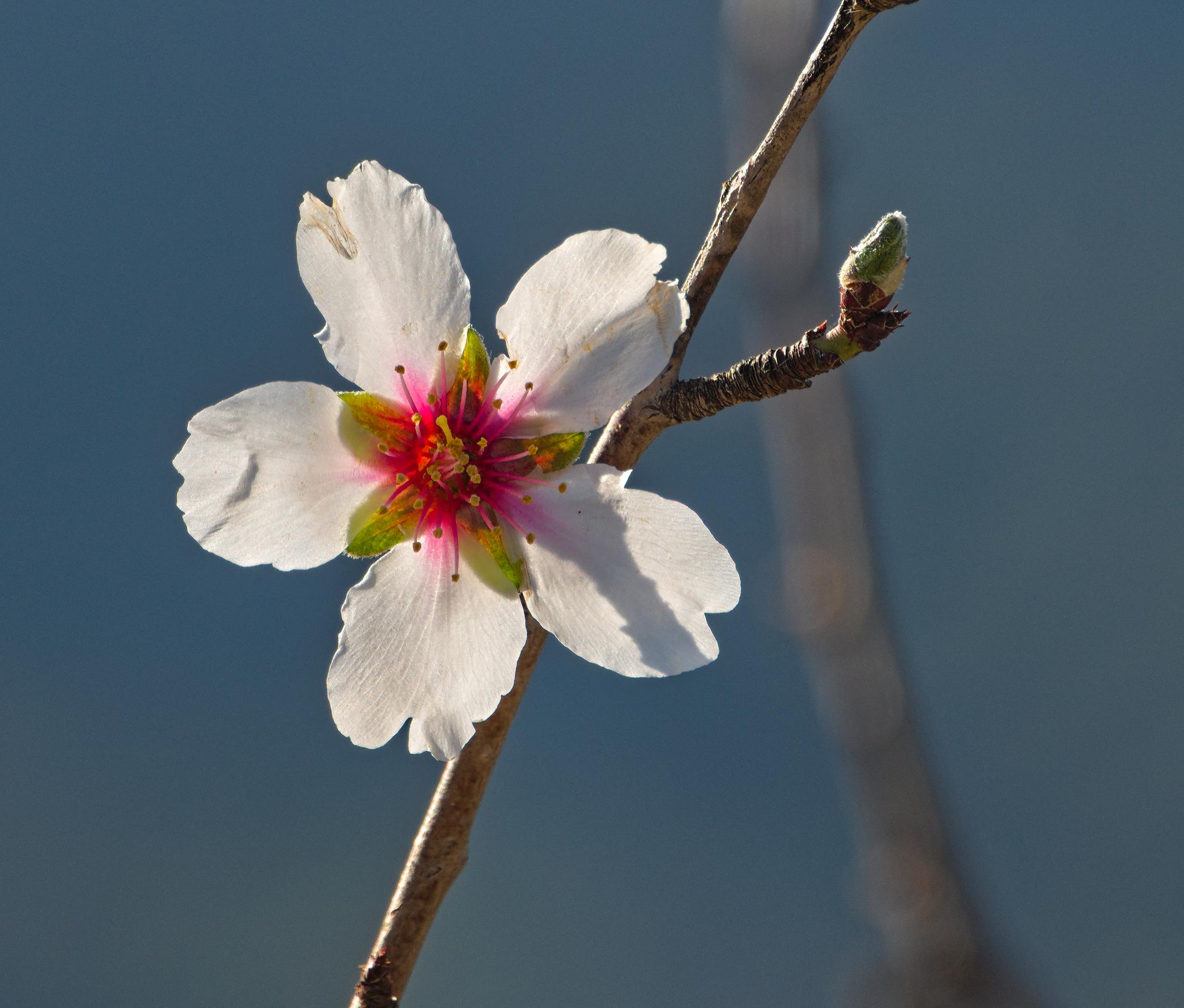 A picture of an almond tree flower. Five rounded white petals with 5 green very small inner petals, splashes of pink at the centre. The flower is attached to a small branch with a flower bud coming off to the right.